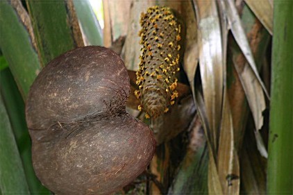 coco de mer, seme femminile e infiorescenza maschile - foto da wikipedia.org