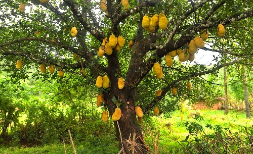 Jacfruit at Nunem