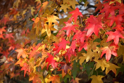 foglie di liquidambar in autunno